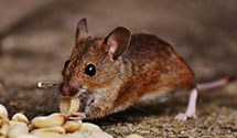 24 Hour & Emergency Exterminators in Redding, CA